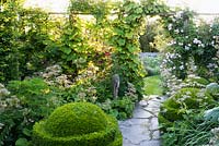 Vitis cognetiae, climbing roses and Clematis 'Niobe' climb over a screen separating one area of the garden from another with Valeriana pyrenaica and clipped box at Sea View, Cornwall, UK in June.