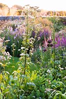 Densley planted beds with a mix of herbaceous perennials including Allium 'Firmament', Valeriana officinalis, sedums, salvias, astrantias, geraniums and Linaria purpurea 'Canon Went' at Sea View, Cornwall in June.