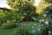 Flowering roses and lawn in spanish garden. 