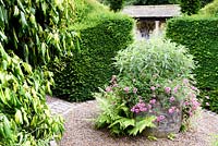 Container planted with Salvia leucantha and pink verbenas with self sown ferns growing in gravel below and framed by yew hedges at York Gate Garden in July.