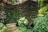 A curved hedge of copper beech wraps itself around a curved bench, with variegated Fatsia japonica 'Spider's Web', ivy box and conifers at York Gate Garden, Adel in July.