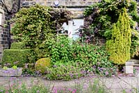 Facade of the house planted with salvias, persicarias and geraniums amongst clipped box, fastigiate golden yew, Actinidia kolomikta, wisteria and Vitis vinifera 'Purpurea' at York Gate Garden, Adel in July.