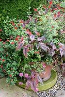 Persicaria microcephala 'Red Dragon' with red salvia and pink verbena at York Gate Garden, Adel in July.