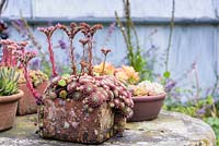 Terracotta pans and bricks planted with succulents including sedums, sempervivums and aeoniums at York Gate Garden, Adel in July.