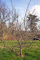 1 mature apple tree rejuvenation - before pruning.