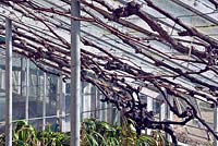2 indoor grape vine sequence - after pruning.