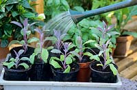 Watering purple sage cuttings in a greenhouse.