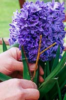 Staking Hyacinthus - Hyacinth - for a indoor display