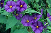 Solanum rantonnetii - Blue Potato Bush