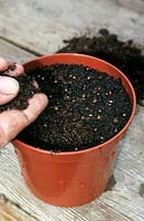 Seed sowing into pot, covering seed with same depth of compost