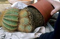 Parodia 'Magnifica' - Cactus, tipping plant out of pot prior to removing offsets