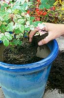Planting Ampelopsis - Filling around the roots with compost