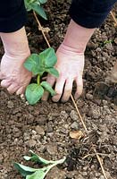 Planting out Broad Bean plants in a row