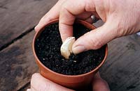 Planting a Garlic clove