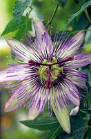 Passiflora 'Eden' - Passionflower