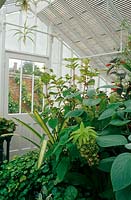 Foliage display inside a well-maintained Victorian greenhouse