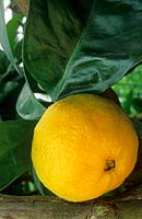 Citrus sinensis 'Malta Blood - Sweet Orange - single fruit