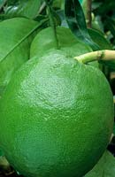 Citrus maxima - Pomelo - closeup of single fruit