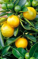 Citrus calamondia - Calamondin - plant with ripe and developing fruit 