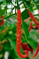 Capsicum - Chili Pepper - 'Galkunda Miris'