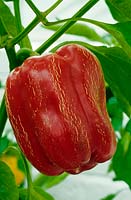 Capsicum - Chili Pepper - 'Titanic', single fruit with cracking on skin