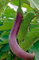  Solanum melongena - Aubergine - 'Tropic long, single long fruit