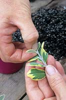 Taking heel cuttings from shrub Metrosideros kermadecensis 'Variegata, using finger and thumb to nip out the soft tip