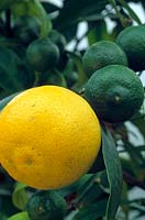 Citrus aurantiifolia - Sweet Orange - developing and ripe fruit
