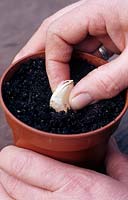 Planting Allium set - Garlic - in a pot 