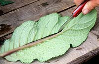 Streptocarpus, leaf cuttings taken using a sharp knife