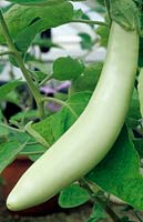 Solanum - Aubergine - 'Green Wonder', single long fruit