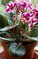 Saintpaulia chimera - African Violet - in a terracotta pot and saucer on a house windowsill