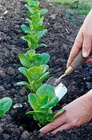 Planting a row of lettuce 'Little Gem' plants in the ground using a trowel