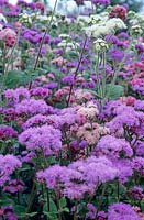 Ageratum 'timeless mixed'.