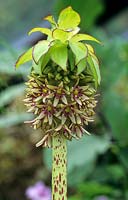 Eucomis bicolor - Pineapple Flower