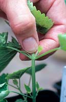 Pinching out the tip from an Agastache Foeniculum - Anise Hyssop