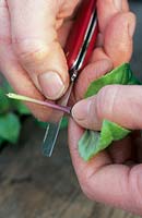 Preparing a Fuchsia cutting by using a sharp knife to cut just under a leaf node