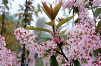 Prunus padus 'Colorata' - Bird Cherry 'Colorata'