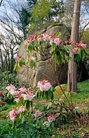 Rhododendron 'Loderi Game Chick' growing in a rocky ravine