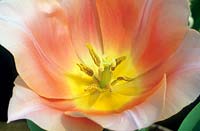 Tulipa 'Apricot beauty' - tulip.