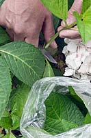 Taking cuttings from a Hydrangea sequence 1 - Remove from 'Mother' plant.