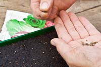 Sowing salad seeds into a shallow tray in a greenhouse.