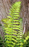 DryoPteris cycadina 'shaggy shield fern'.