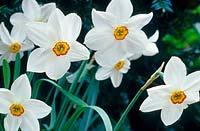 Narcissus 'Merlin' - daffodil.