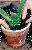 Potting on a Streptocarpus into a clay pot.