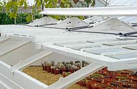 Cacti and succulents in cold frames