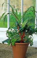 Terracotta pot planted with mixed vegetables, including: Sweetcorn, Swiss Chard and Parsley 