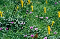 NarCissus cyclamineus - Cyclamen Daffodil - and Cyclamem coum - Eastern Cyclamen together in a meadow