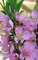 Prunus persica - Peach - 'Bonanza' in blossom