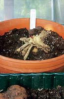 Sprouting tuberous Begonia and Dahlia tubers in containers